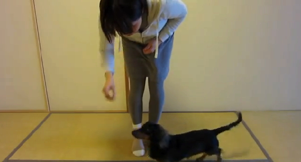 Sound Signals for Helping Blind Dog